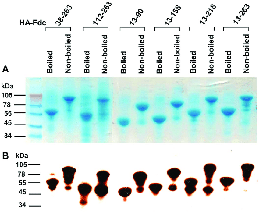 HA1 protein fragments analyzed by SDS-PAGE and Western blot